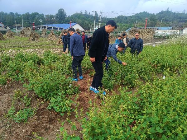 重点实验室苦荞团队教师应邀参加金荞麦鉴定活动